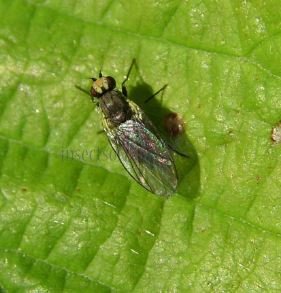 Phytobia lateralis-1
