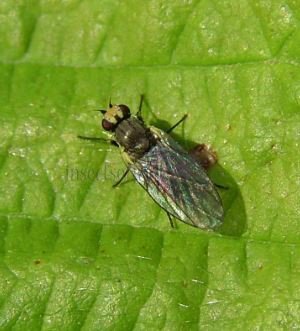 Phytobia lateralis-2