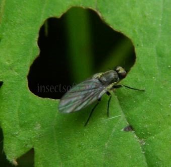 Phytobia lateralis-3