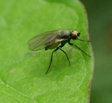 Phytobia lateralis-4