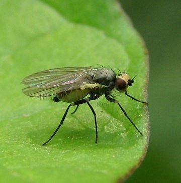 Phytobia lateralis-5