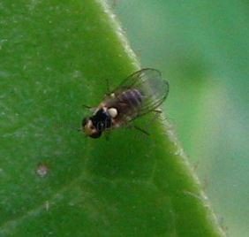 Liriomyza bryoniae -1