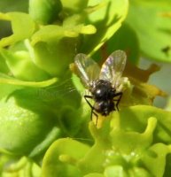 Agromyzidae