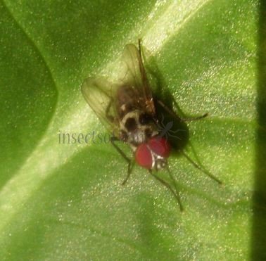 Anthomyia pluvialis-3