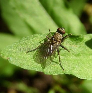 Hydrophoria sp-3