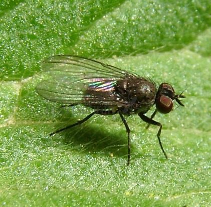 Phorbia sp-1