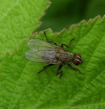Anthomyia confusanea-1