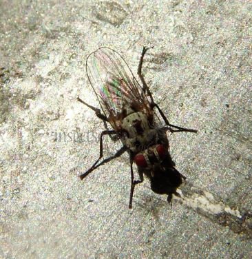 Anthomyia pluvialis-1