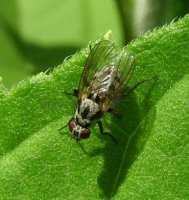 Anthomya   imbrida-1