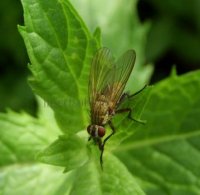 Anthomyia confusanea-2