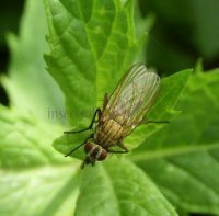 Anthomyia confusanea-3