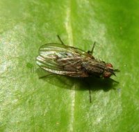 Anthomyia liturata -1