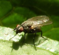 Anthomyia liturata -2