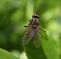 Anthomyia liturata -3