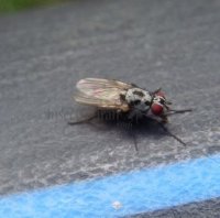 Anthomyia pluvialis-2