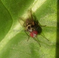 Anthomyia pluvialis-3