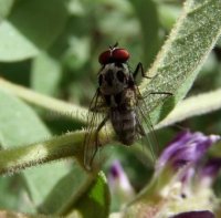 Anthomyia pluvialis-4