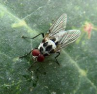 Anthomya  imbrida-5