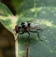 Anthomya  imbrida-6
