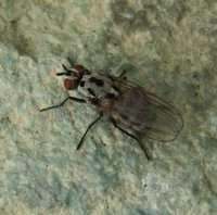Anthomya  imbrida-7