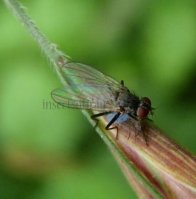 Anthomyiidae