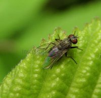 Hydrophoria linogrisea-5
