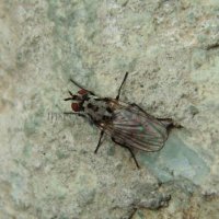 Anthomya  imbrida-9