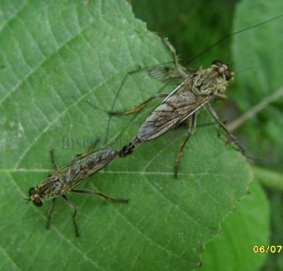 Neomochtherus geniculatus-1