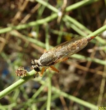 Machimus sp