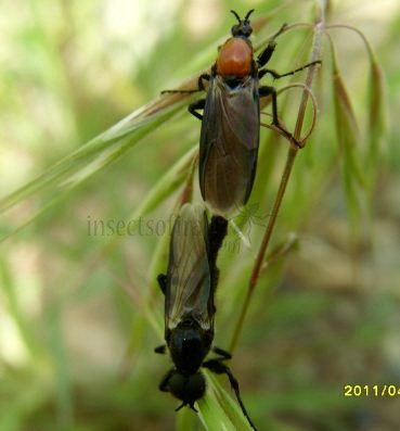 Bibio hotrulanus -1