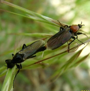Bibio hotrulanus -2