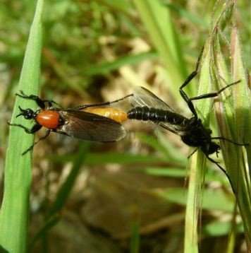 Bibio hotrulanus -3