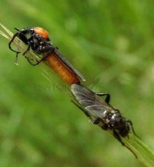 Bibio hotrulanus -6