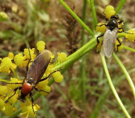 Bibio hotrulanus -7