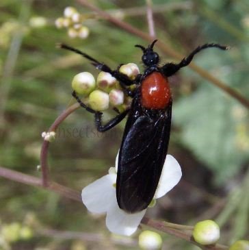 Bibio hotrulanus
