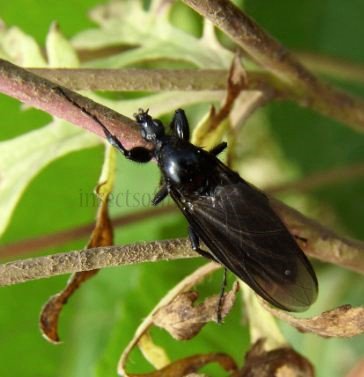 Bibio marci (female)