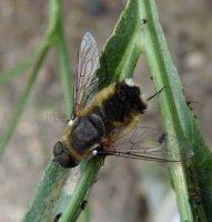 Bombyliidae