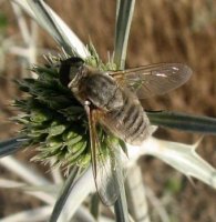 Bombylius sp-1