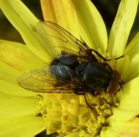 Calliphoridae