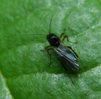 Clinohelea sp