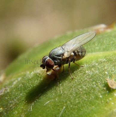 Leucopis bellula-6