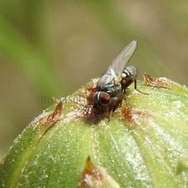 Leucopis bellula-7