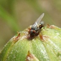 Leucopis bellula-7