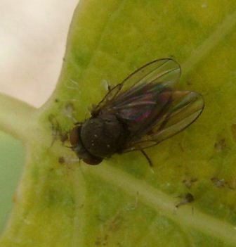 Chamaemyiidae-1