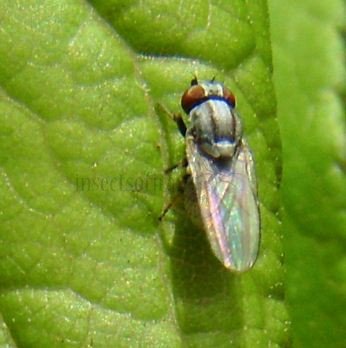 Leucopis bellula-4