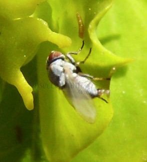 Leucopis palumb-2
