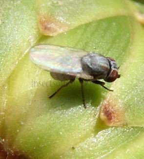 Leucopis palumb-4