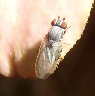 Leucopis sp-1