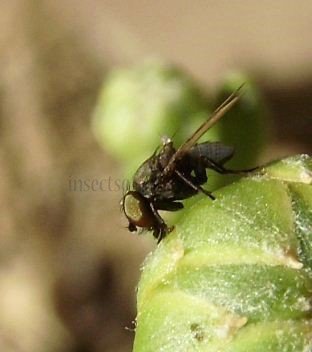 Chamaemyiidae-2
