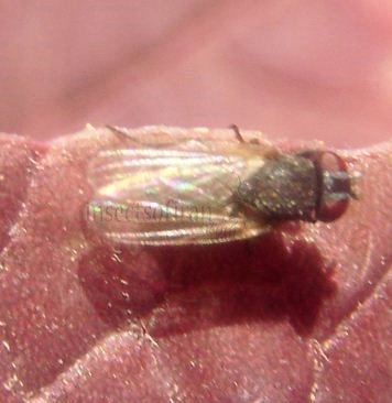 Chamaemyiidae-3